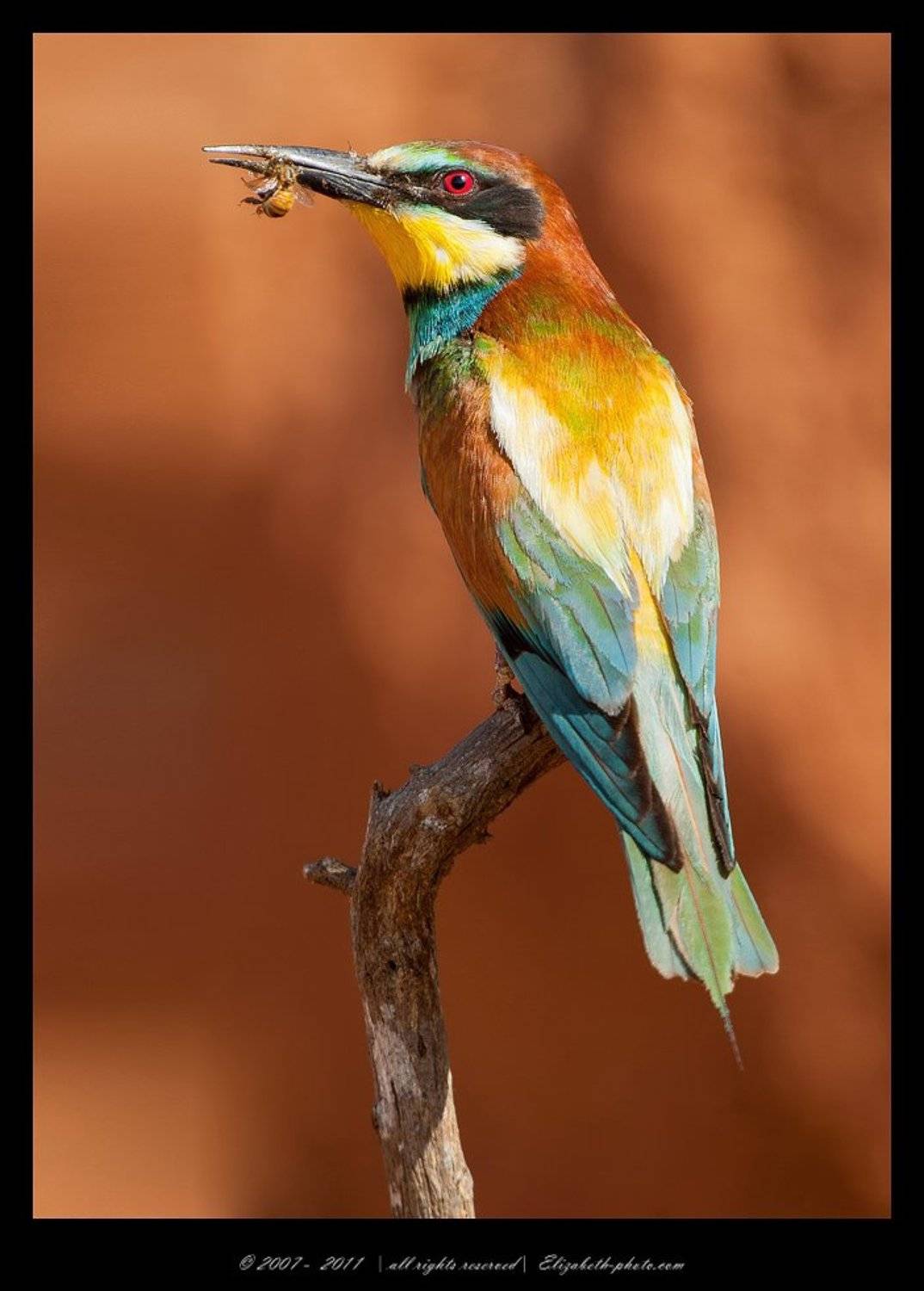 золотистая, щурка, пчелоедка, merops, apiaster, вее, еater, израиль, wildlife, Elizabeth Etkind