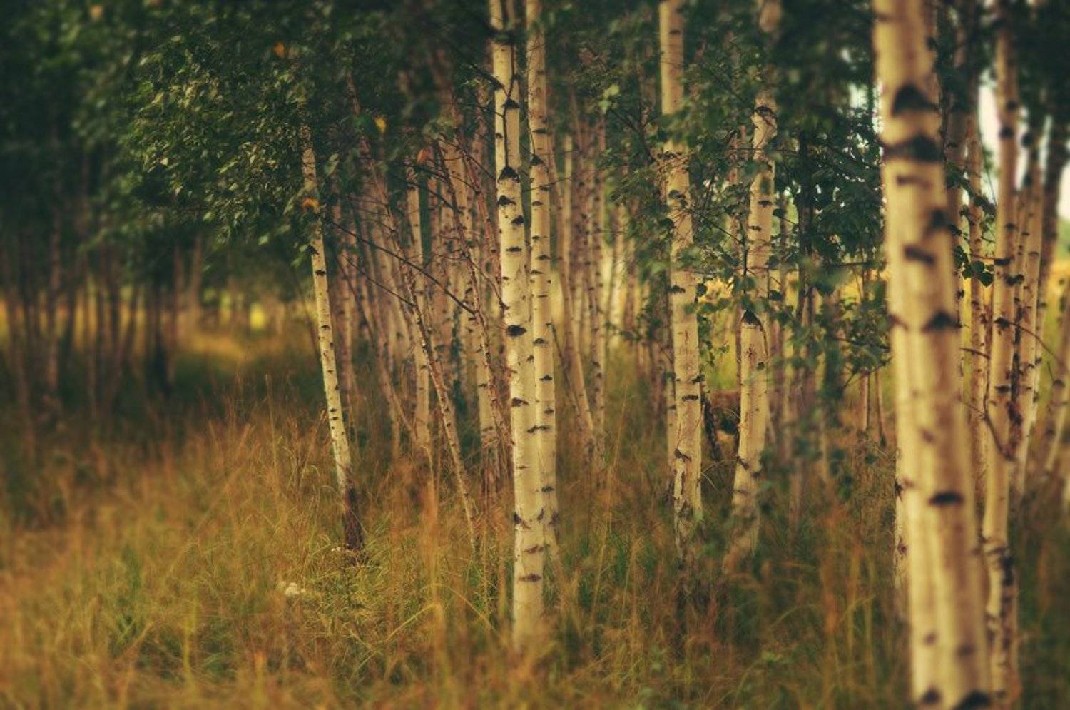 , Семёнова Юлия