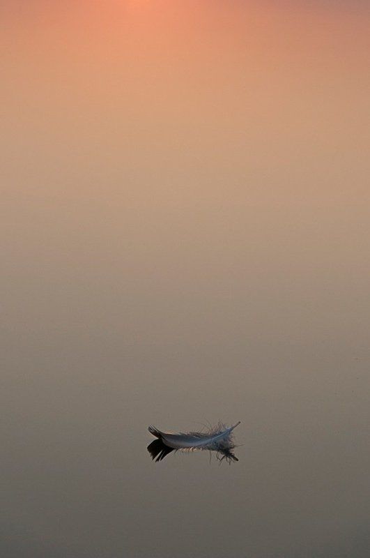 перо, вода, рассвет Хокку фото превью