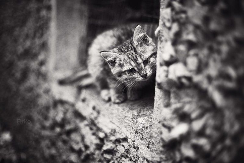 Cat 2 фото превью