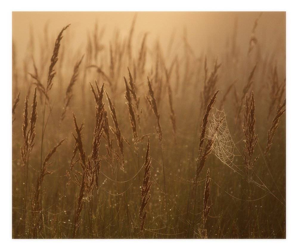 , Владимир Перепечаев