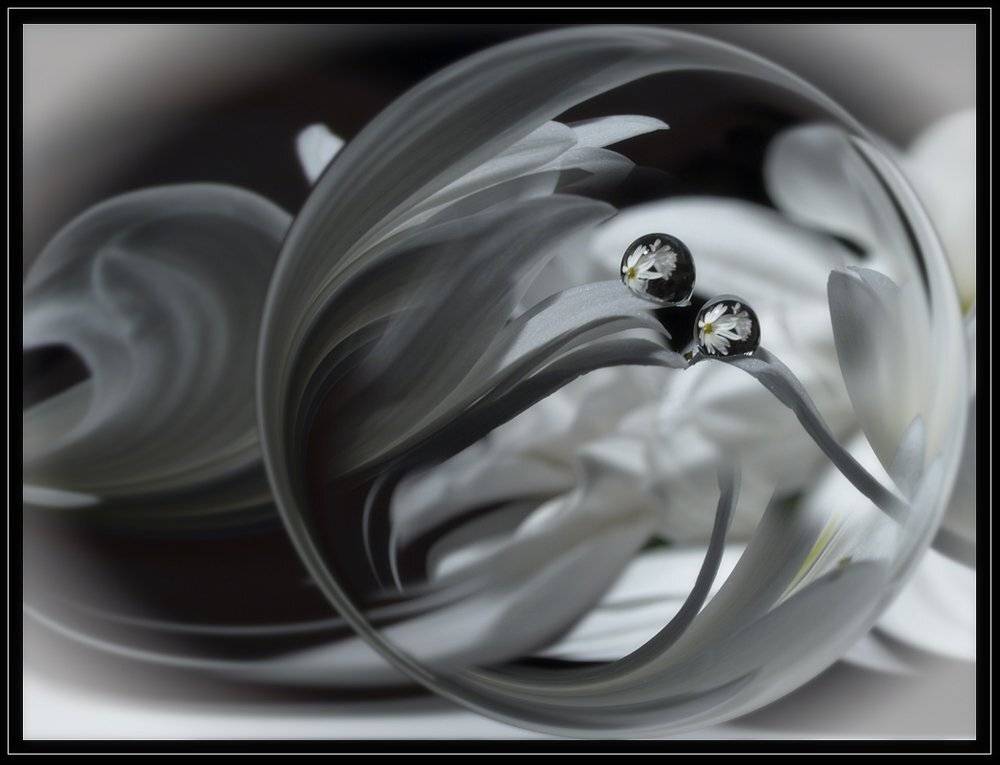 капли, вода, хризантемы, отражение, Марина Брыдня