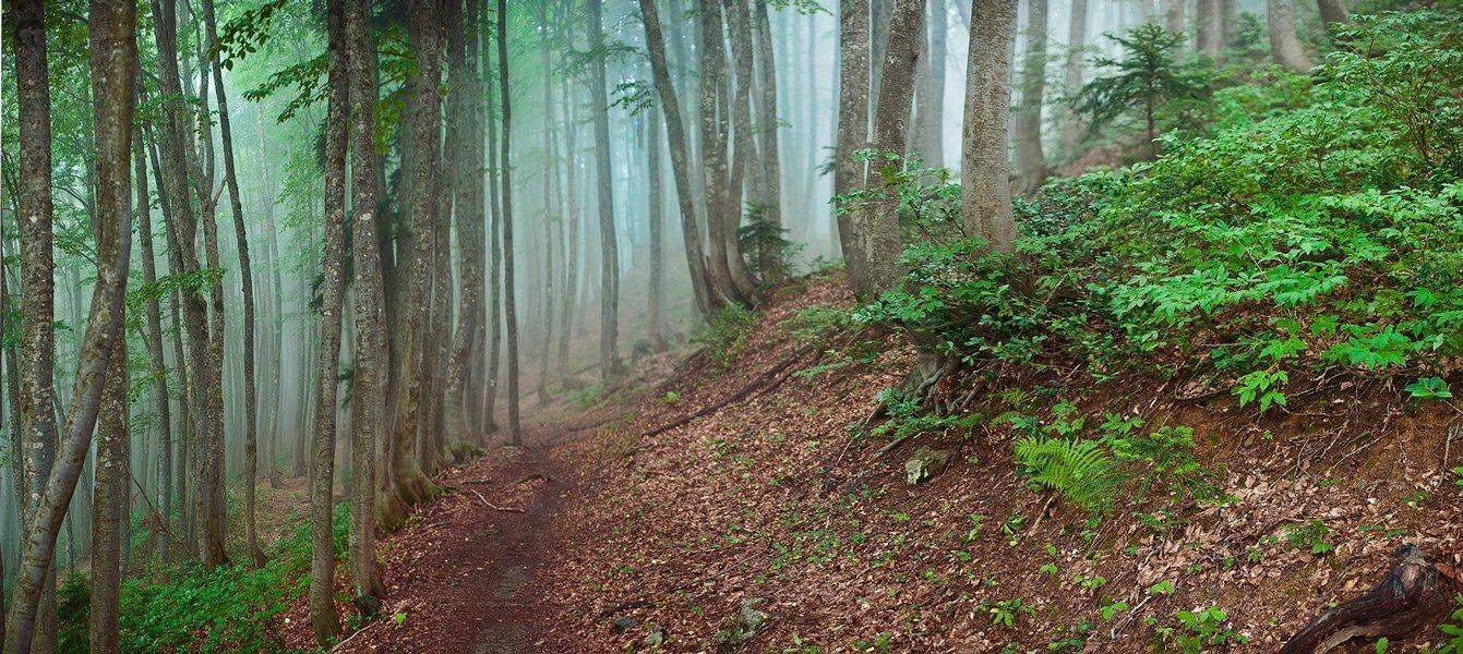 бук, лес, облако, туман, веселый спуск, горы, кавказ, заповедник,, Вадим de-Zigner