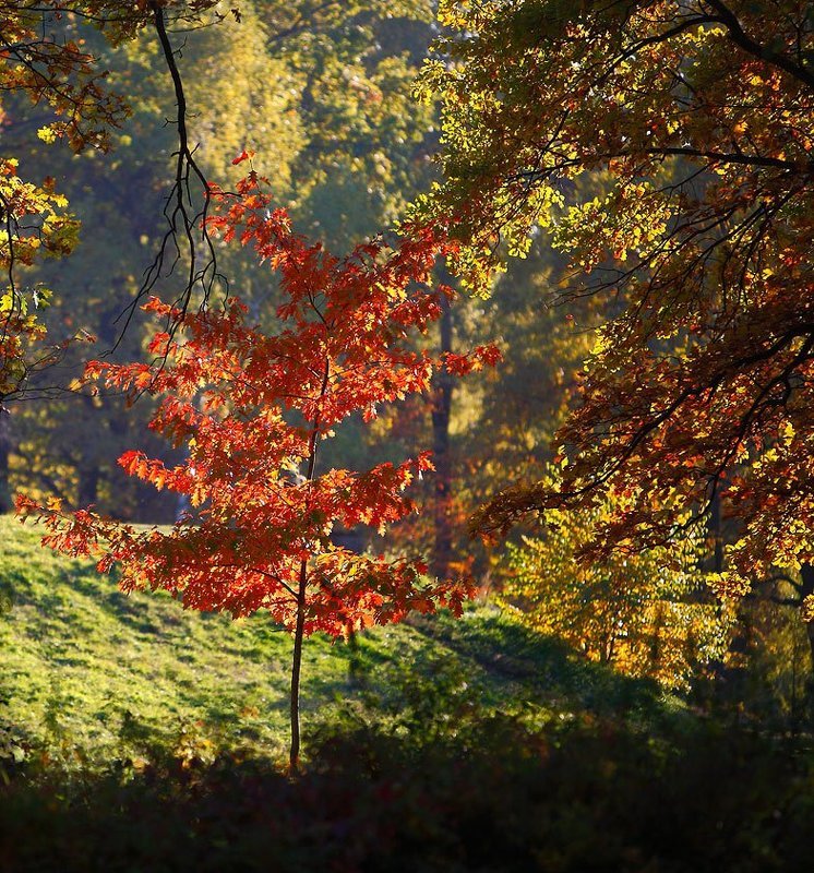 *** фото превью