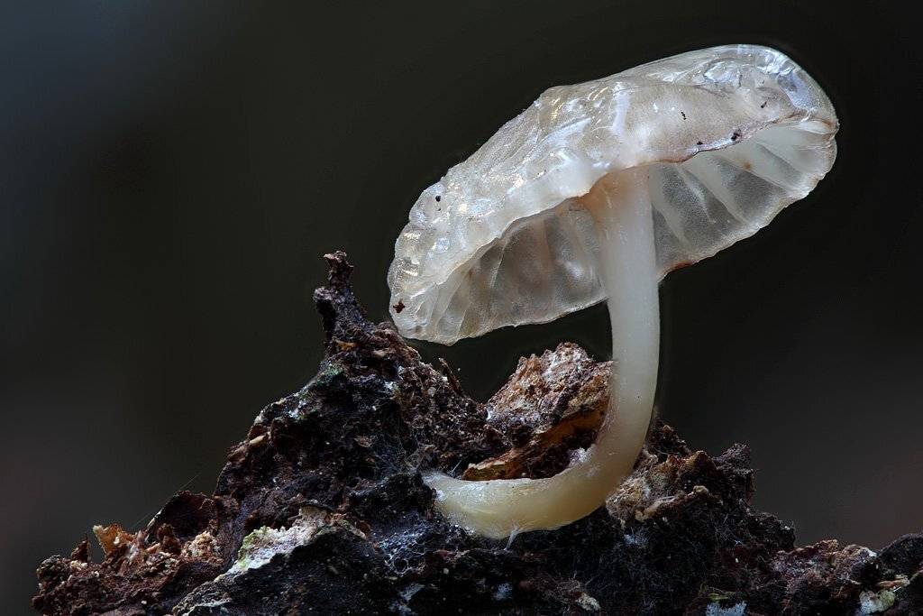 , Сергей Таланов