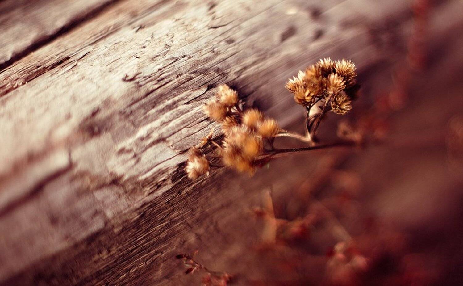 , Дзержановский Эдуард