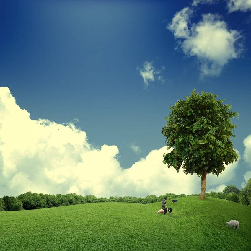 sheep, tree, forest, grass, hill, man, shepherd, sky, clouds, Caras Ionut
