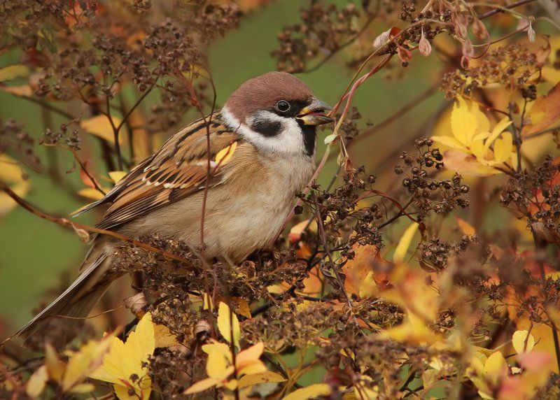 птицы, воробьи, осень Воробьиная осень. фото превью
