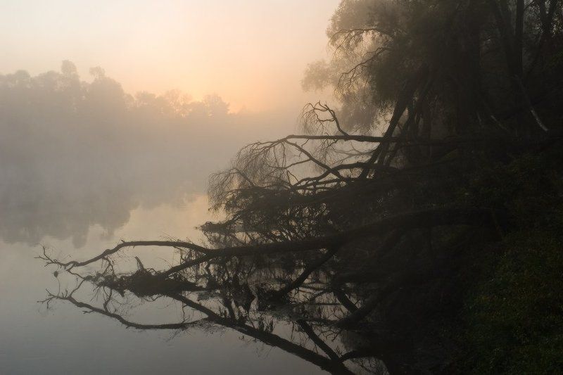 утро, восход, солнце, деревья, река, туман, свет, десна, украина, пироговка Покинутые жизненной силой фото превью