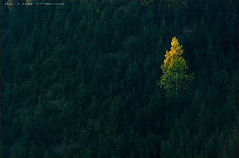 Другой фото превью