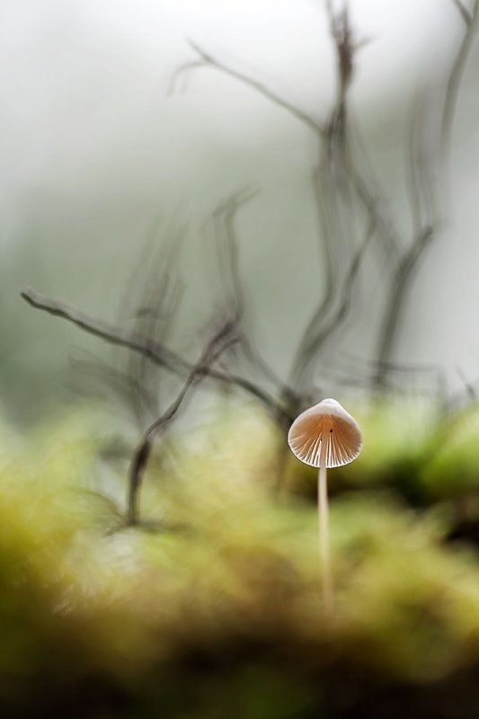 гриб, осень в небо фото превью