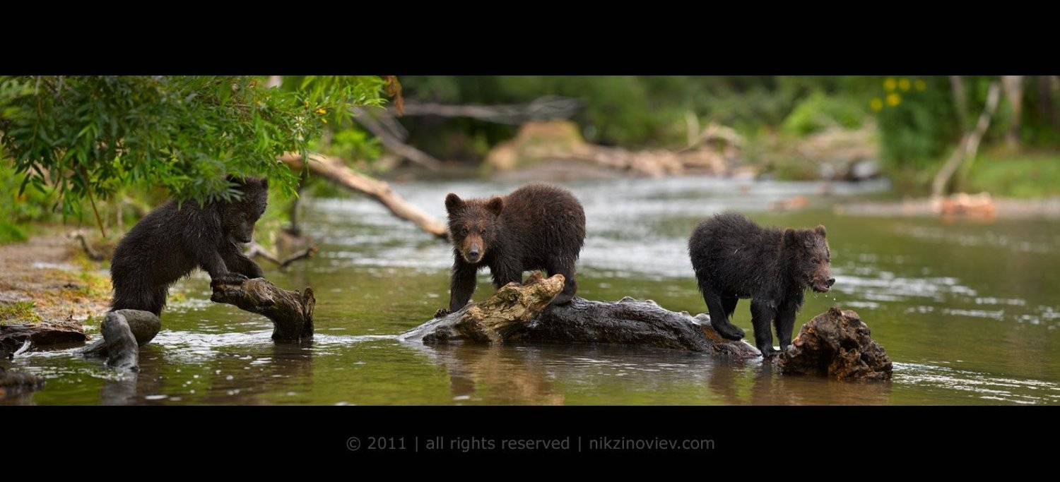 медвежонок, курильское озеро, камчатка, дикая природа, николай зиновьев, Николай Зиновьев