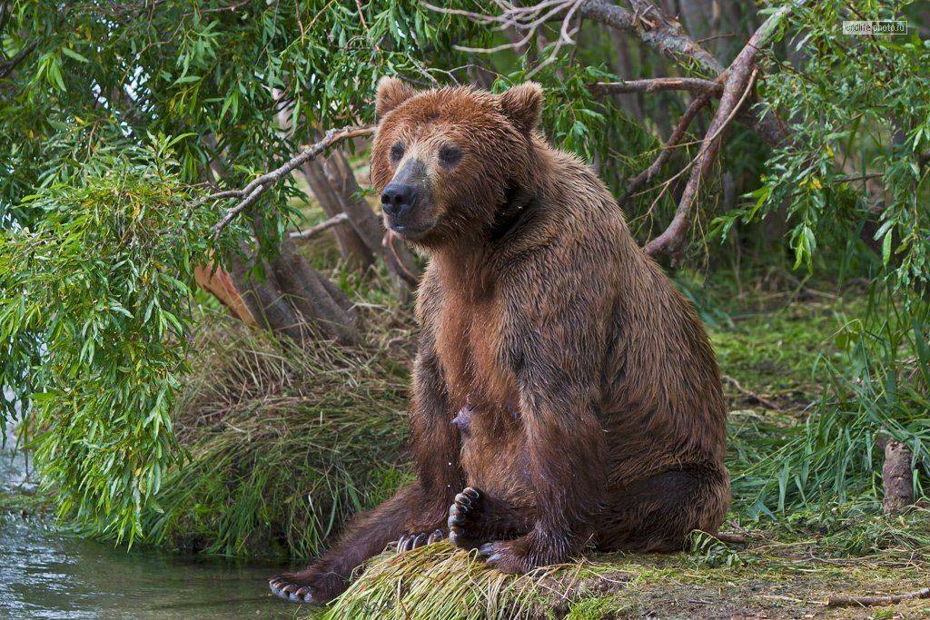 курильское озеро, камчатка, Сергей Краснощёков