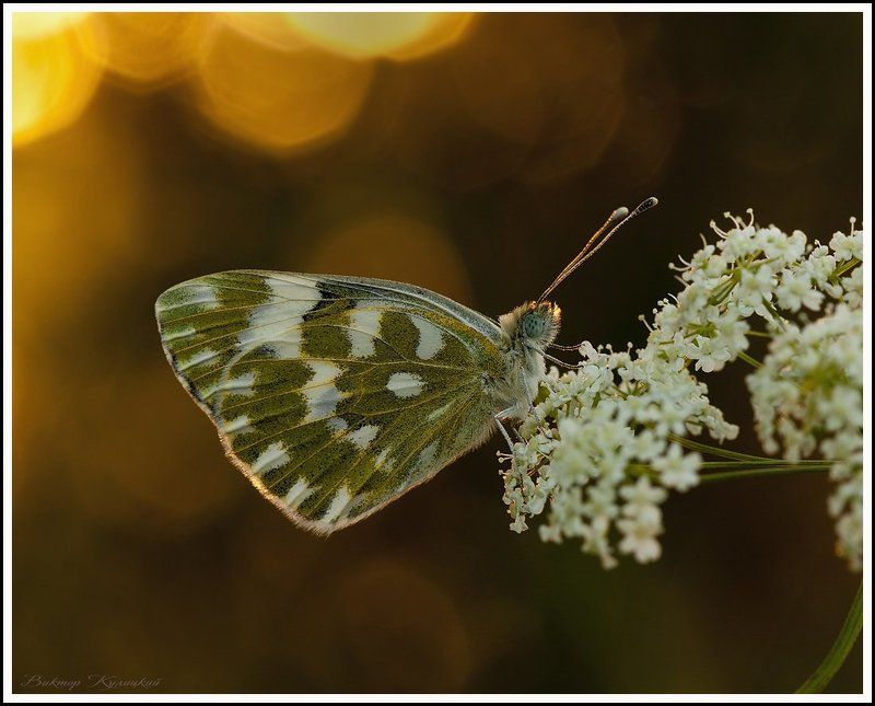 В вечернем сумраке заката. фото превью