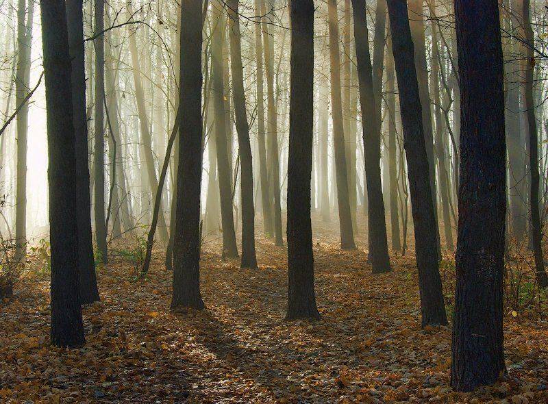 , Andrew (a-never) Nitsenko