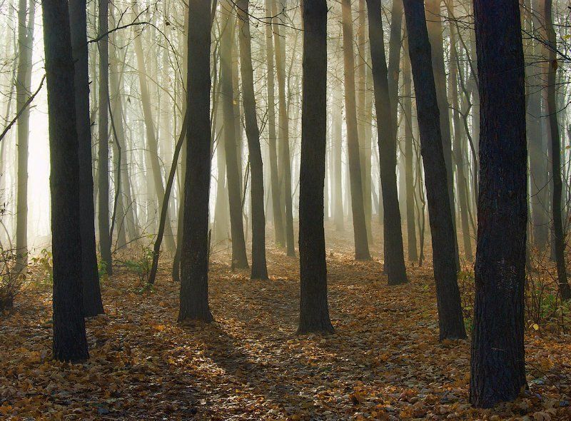 Утренний свет фото превью