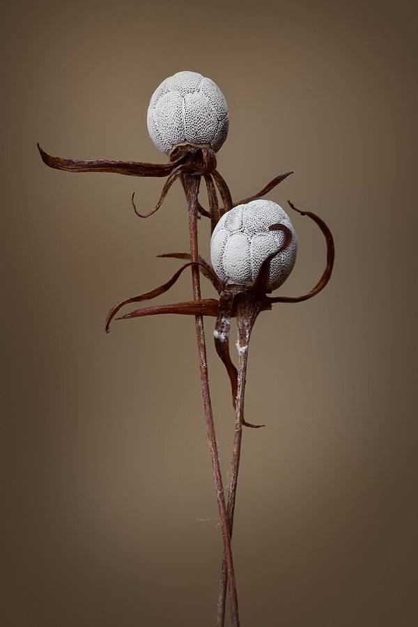 седмичник, европейский, Сергей Таланов