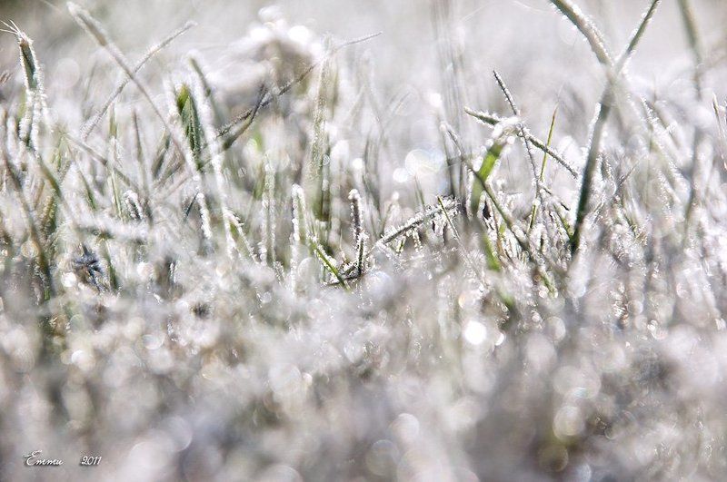 иней, природа Иней фото превью