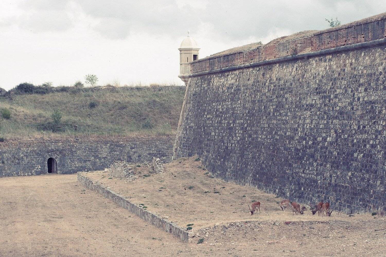 олени, ), Kuznetsov Ivan