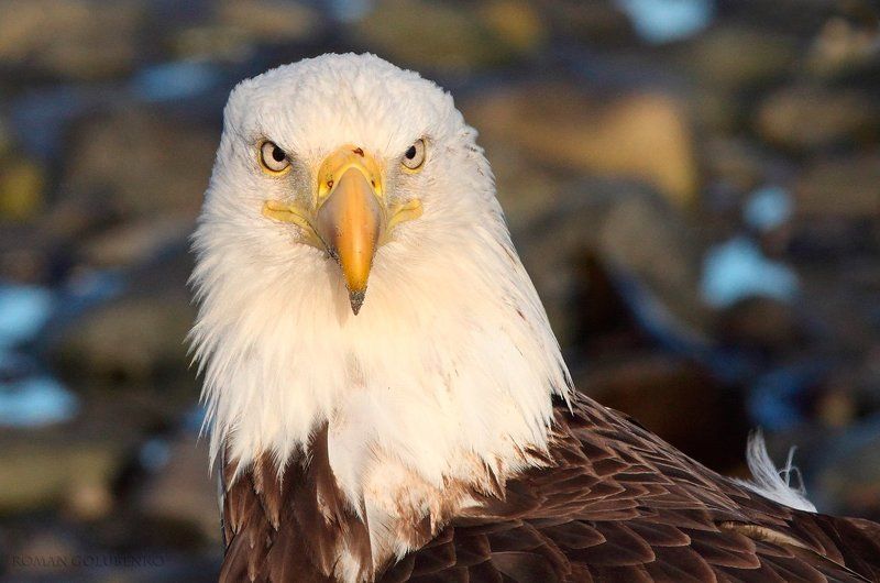 Oпять двойка? / Alaskan point of view фото превью