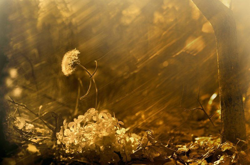 одуванчик, осень, песня последняя песня... фото превью