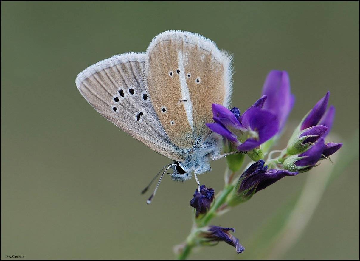 голубянка,лучистая,damon, Александр Чувилин