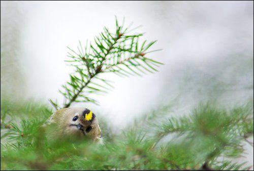 А я вас вижу!