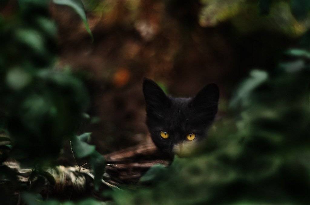 , Юлия Нечепуренко