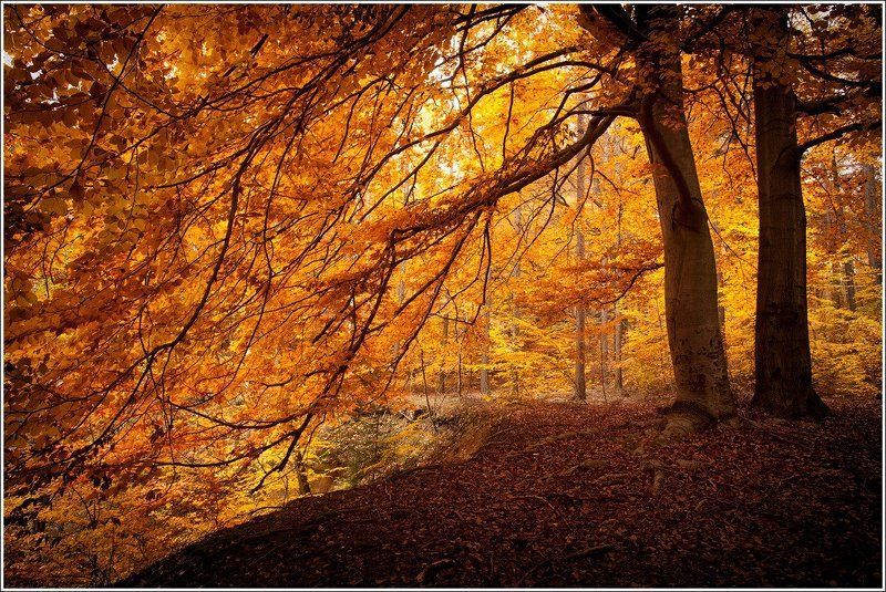 Осень фото превью