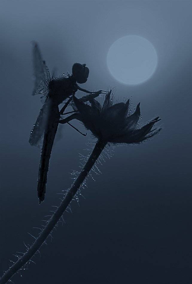 , Марина Брыдня