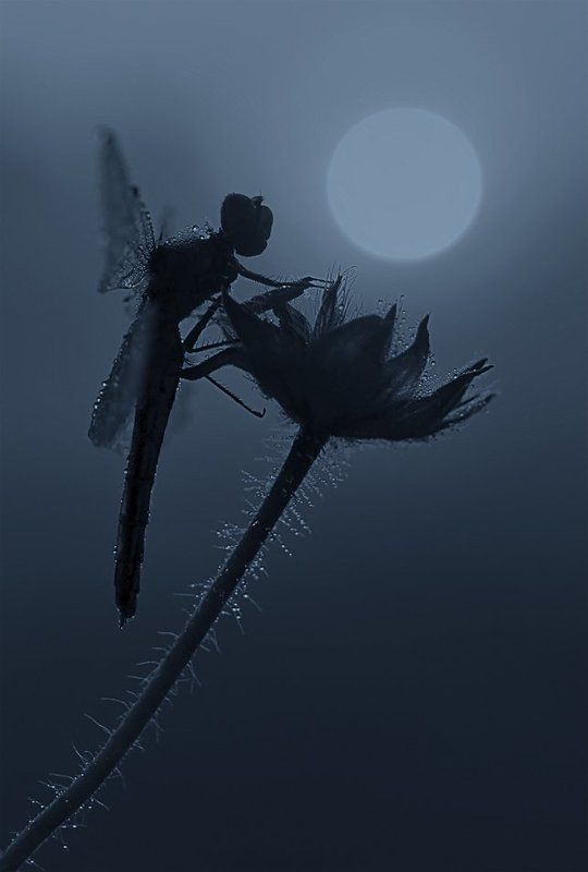 Ночной эльф фото превью