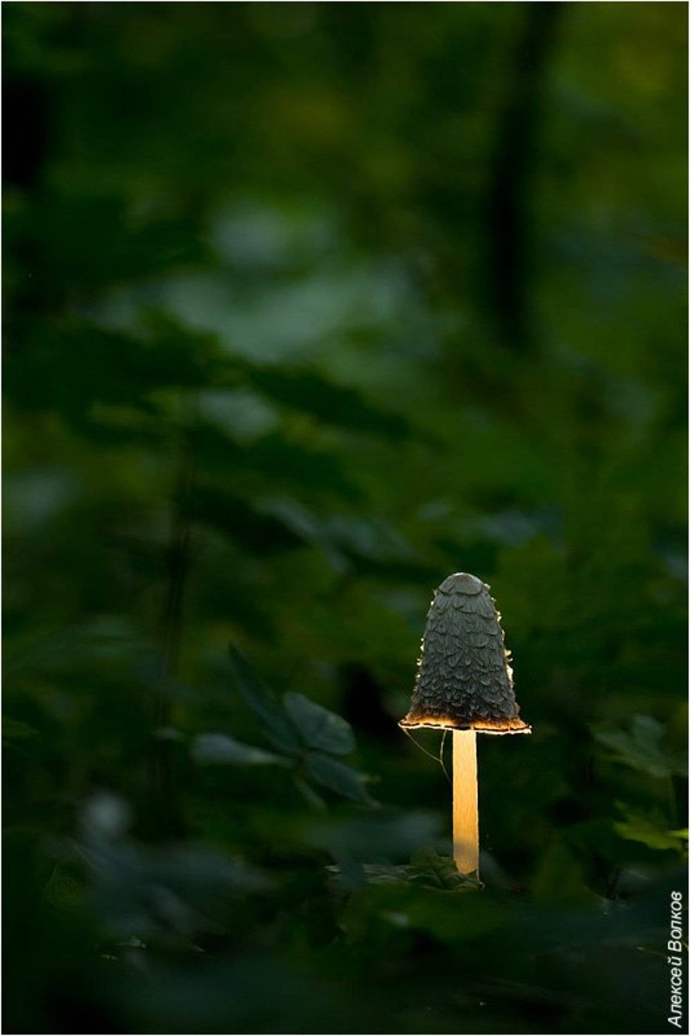 белый навозник, гриб, парк, утро, coprinus comatus, Алексей Волков