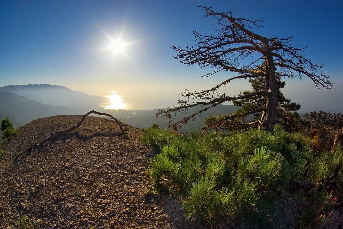 , Игорь Мелекесцев