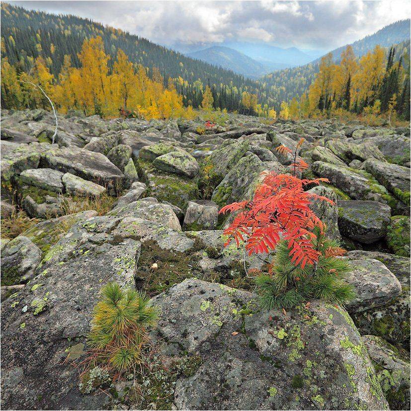 поднебесные, зубья, Александр Устинович