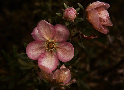 Последние цветы