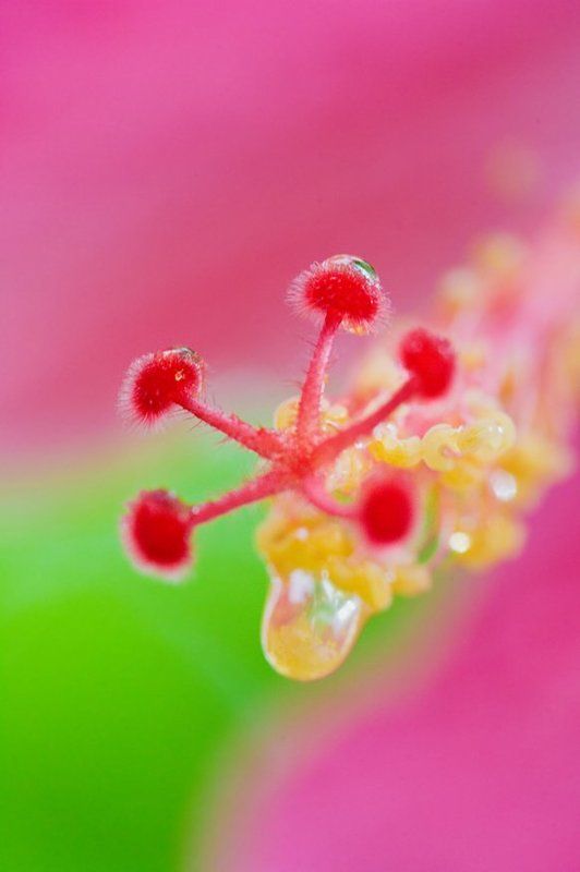 Гибискус фото превью