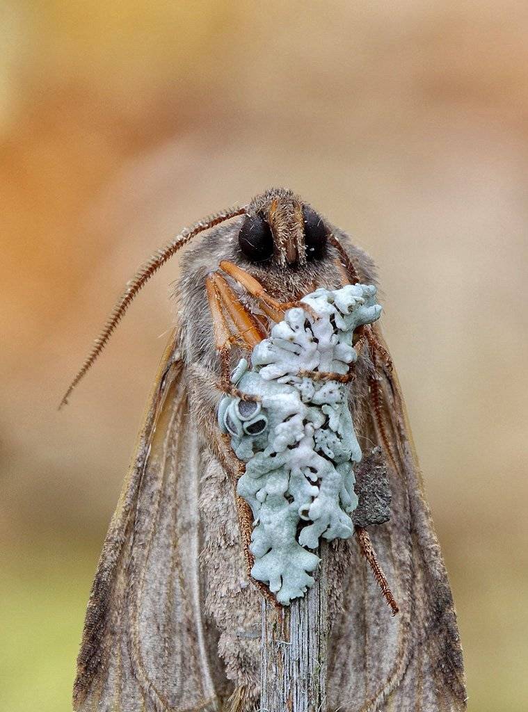 , Сергей Таланов