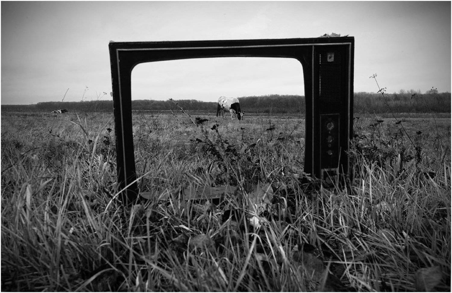 жанр, природа, поле, Дмитрий Бажанов