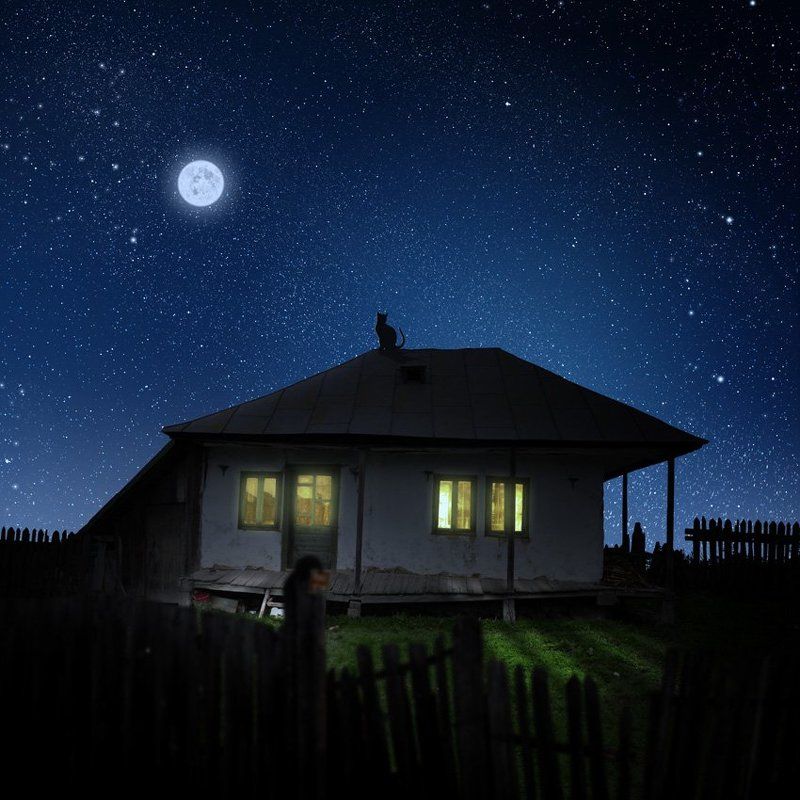 The cat who stare at moon фото превью