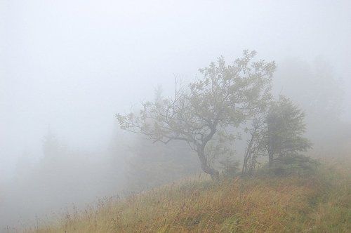 Спокій / Calm