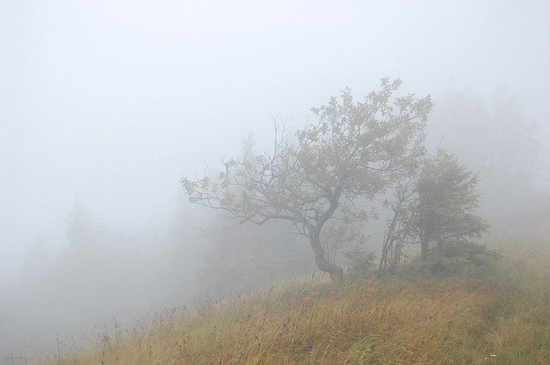 карпати Спокій / Calm фото превью