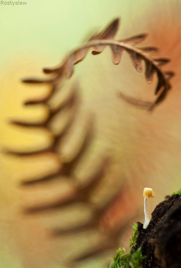 ростислав, макро, 100мм, Ростислав
