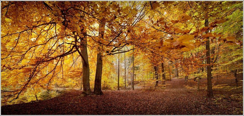 чехия, лес воспоминания о Робине Гуде фото превью