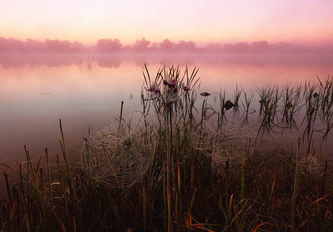 паутина, рассвет, Сергей