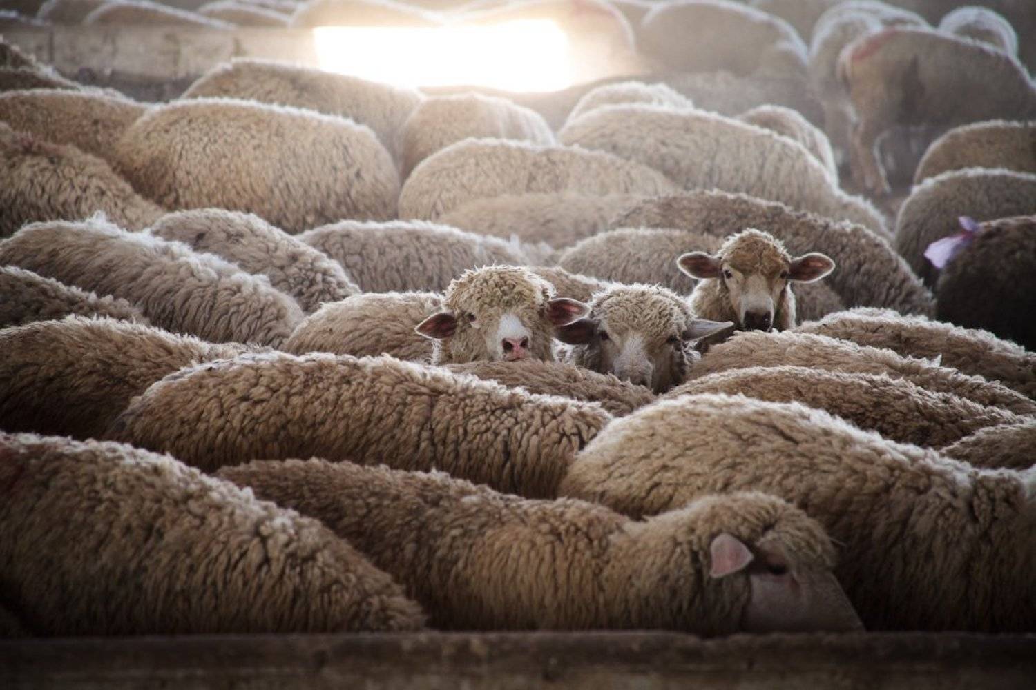 , Михаил Иванов