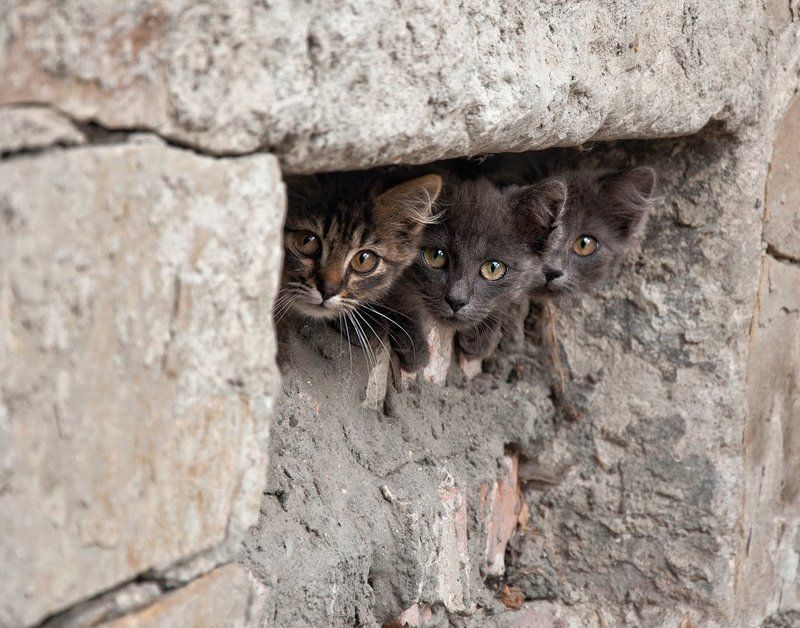 Просьба в их глазах фото превью