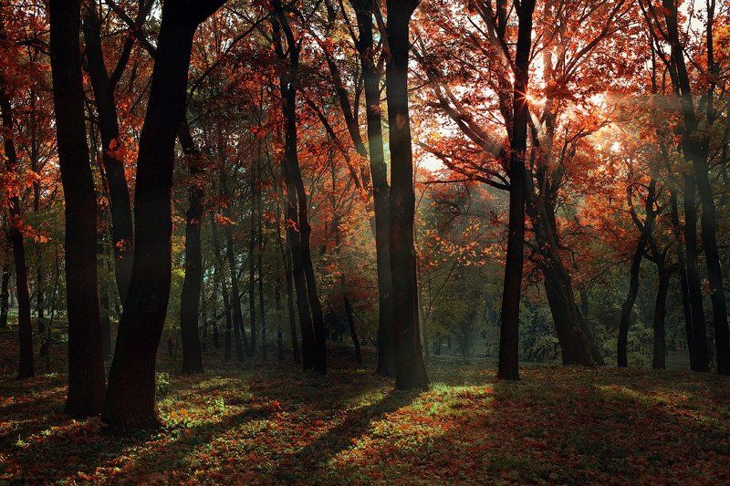 *** фото превью