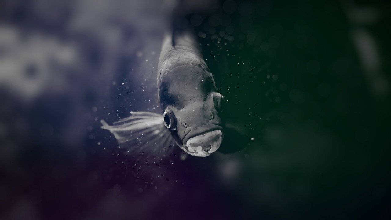 , Мария Мальгина