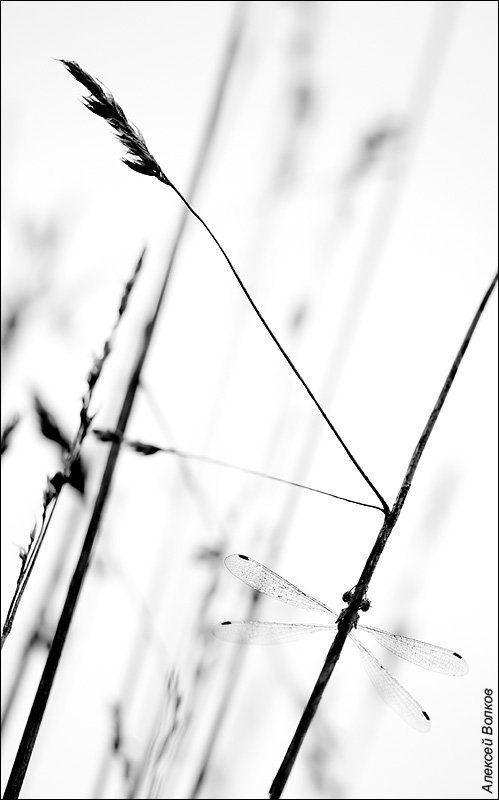 стрекоза, трава, утро Капча фото превью