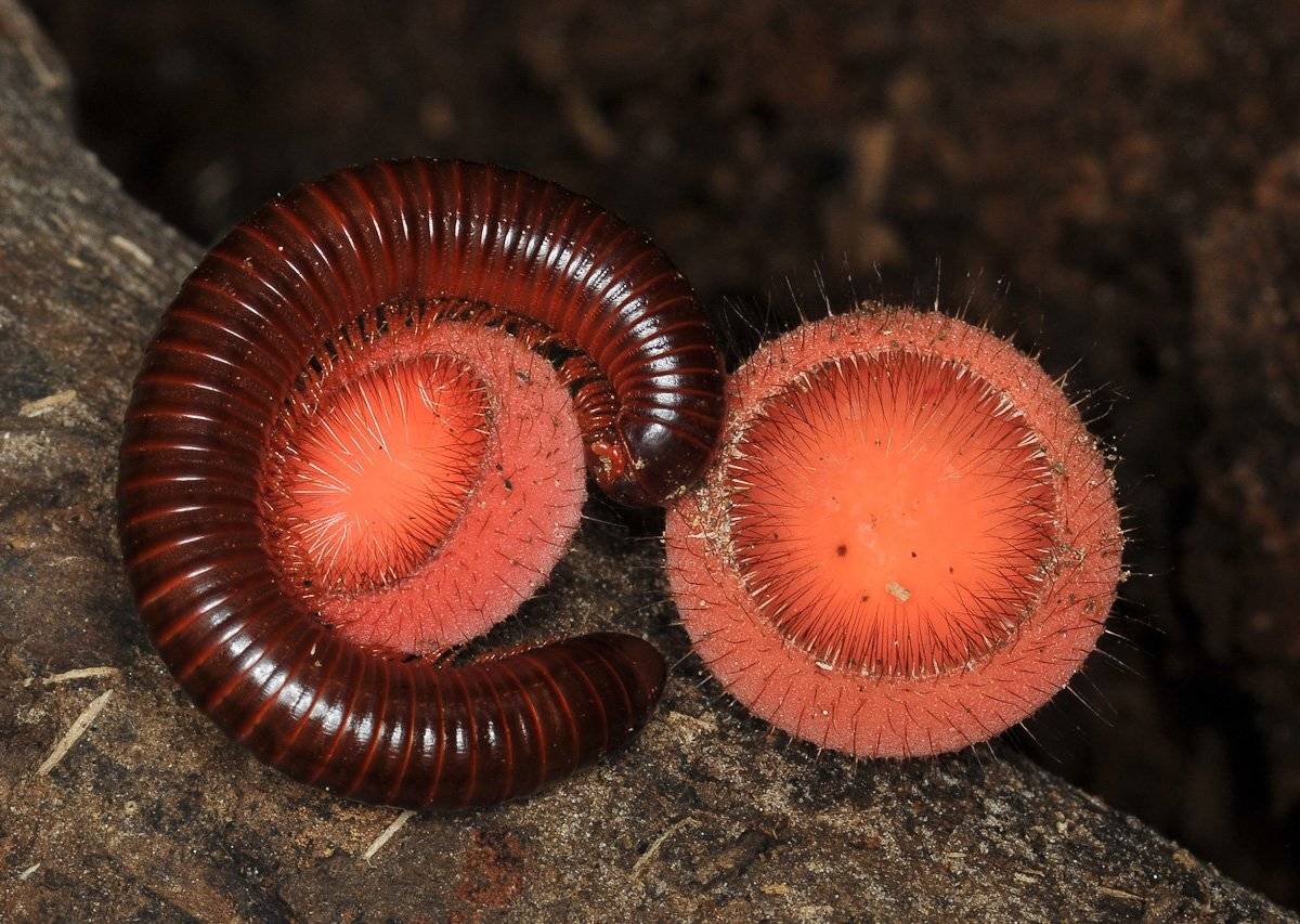 , Надежда Звягина / New Zealand